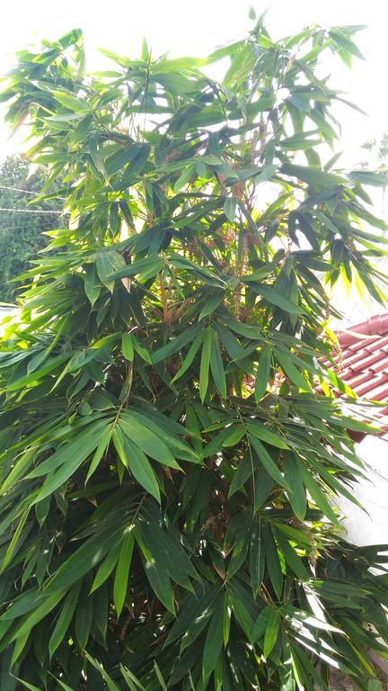 Santa Fe Homestay & Warong Amed  Ngoại thất bức ảnh
